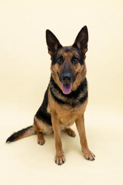 Enlarge Layla  , an adopted German Shepherd Dog in Caledon, ON image 4/6