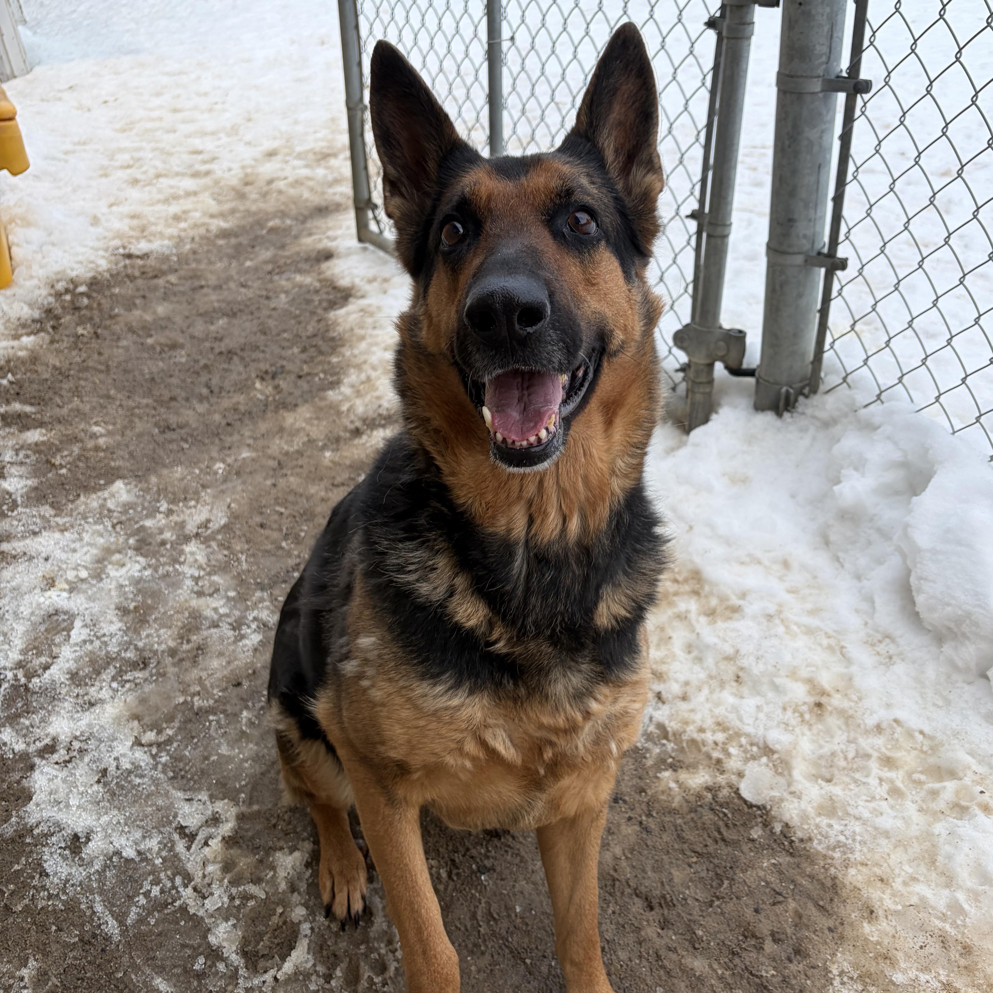 Layla  **COMING SOON**, Adoptable, Adult Female German Shepherd Dog.