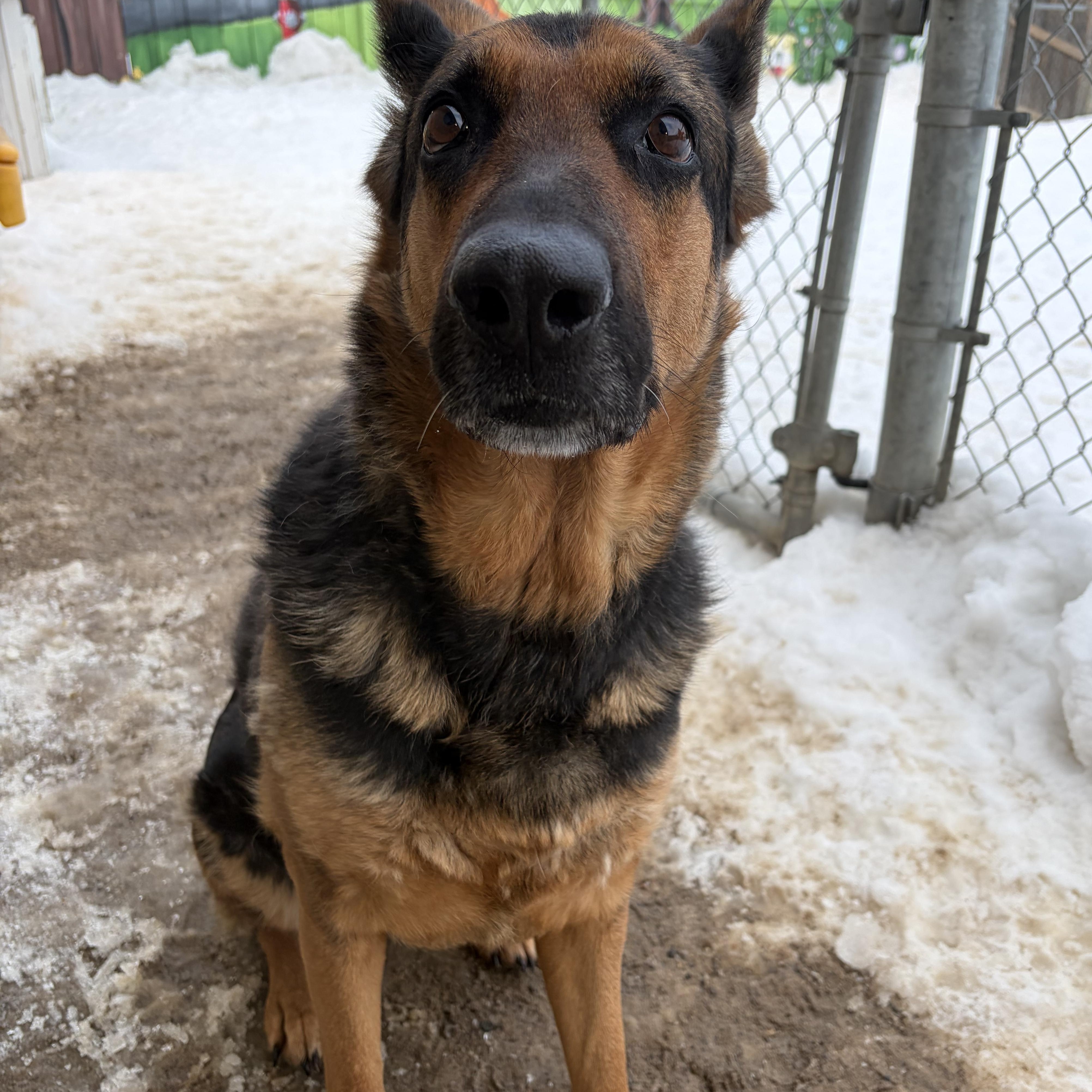 Layla **COMING SOON**, a Adoptable German Shepherd Dog in Caledon, ON image 6/6
