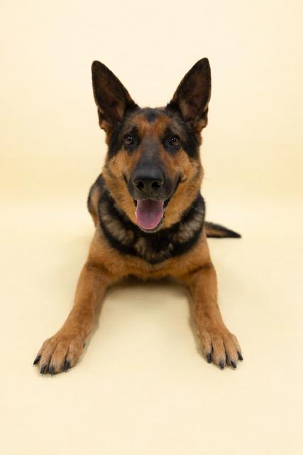 Enlarge Layla  , an adopted German Shepherd Dog in Caledon, ON image 3/6