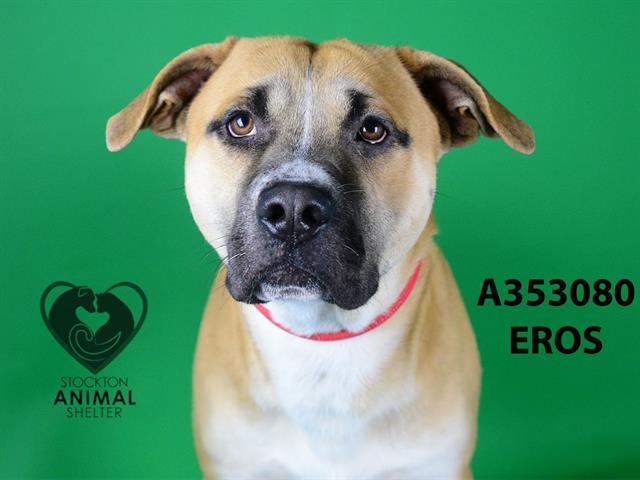 EROS, Adoptable, Young Male Boxer.