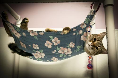 Enlarge Bogey, a Adoptable mixed breed in Westfield, WI image 3/5