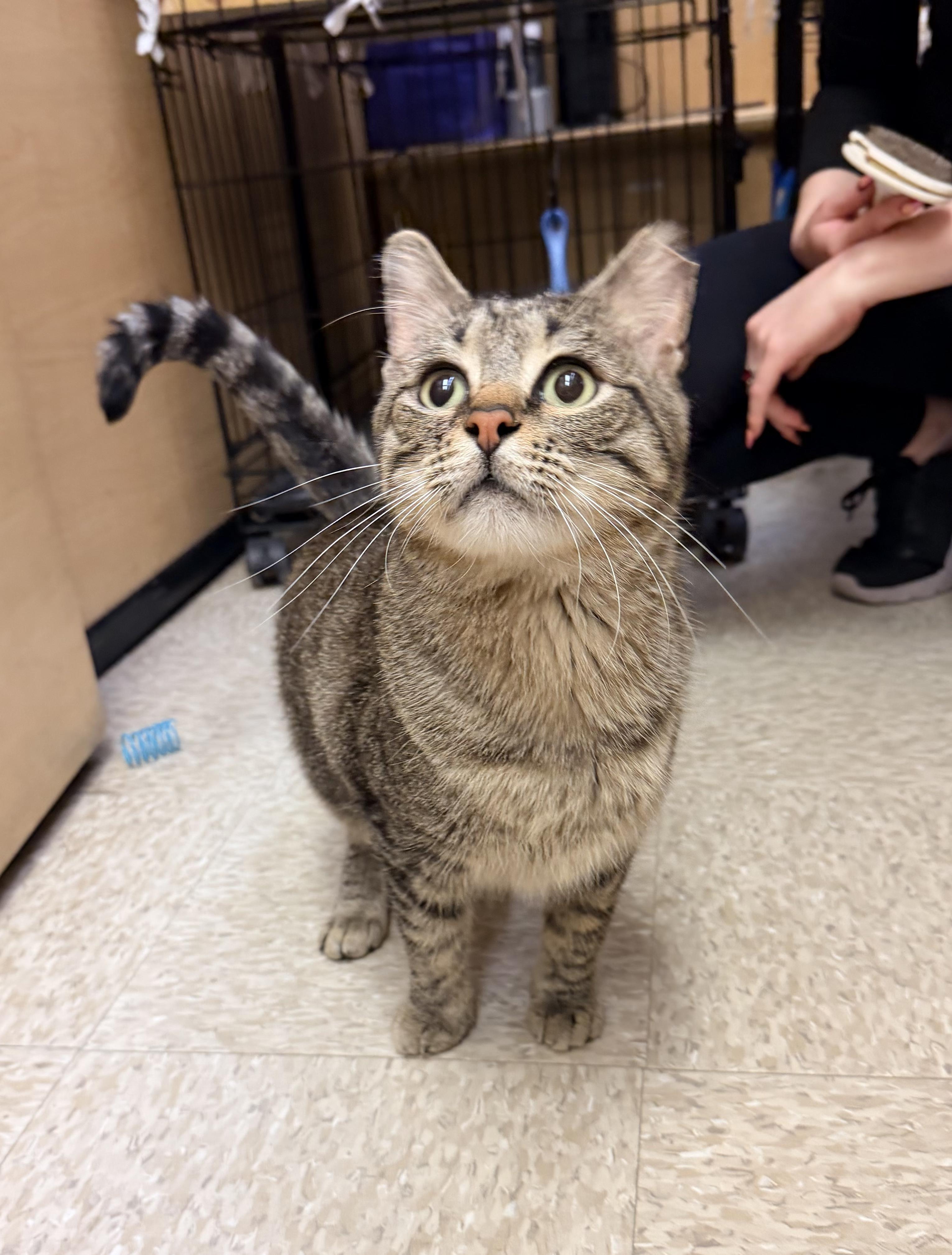 Enlarge Clement, a Adoptable mixed breed in Albuquerque, NM image 2/6