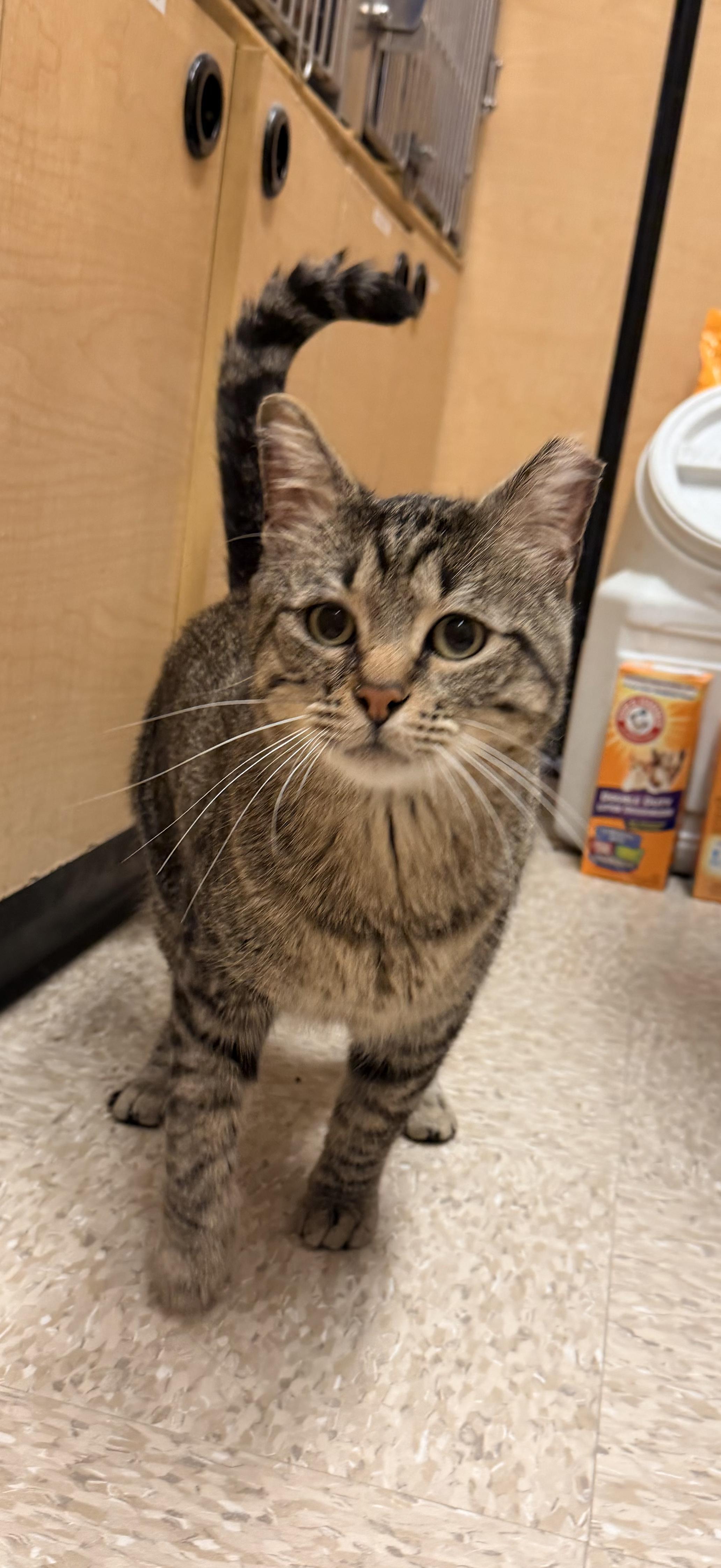 Enlarge Clement, a Adoptable mixed breed in Albuquerque, NM image 6/6