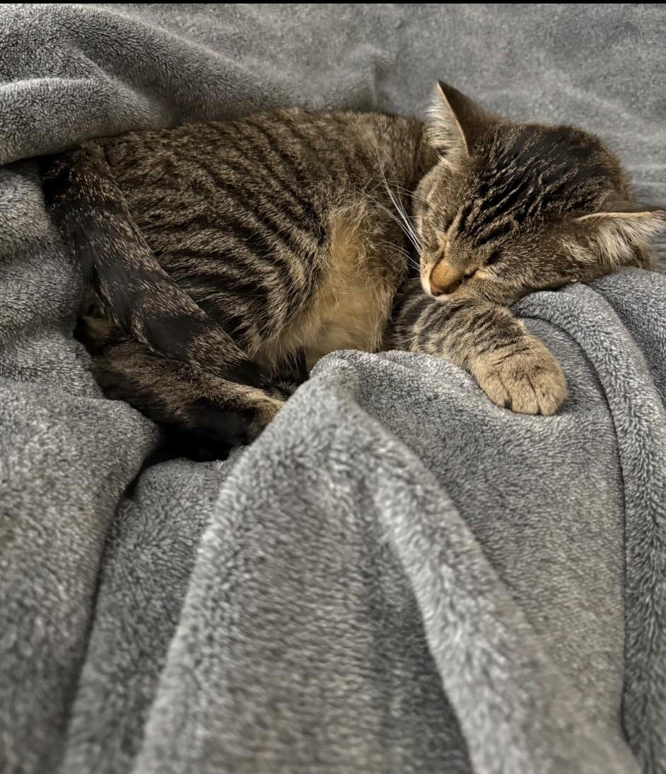 Clement, Adoptable, Young Male Tabby.