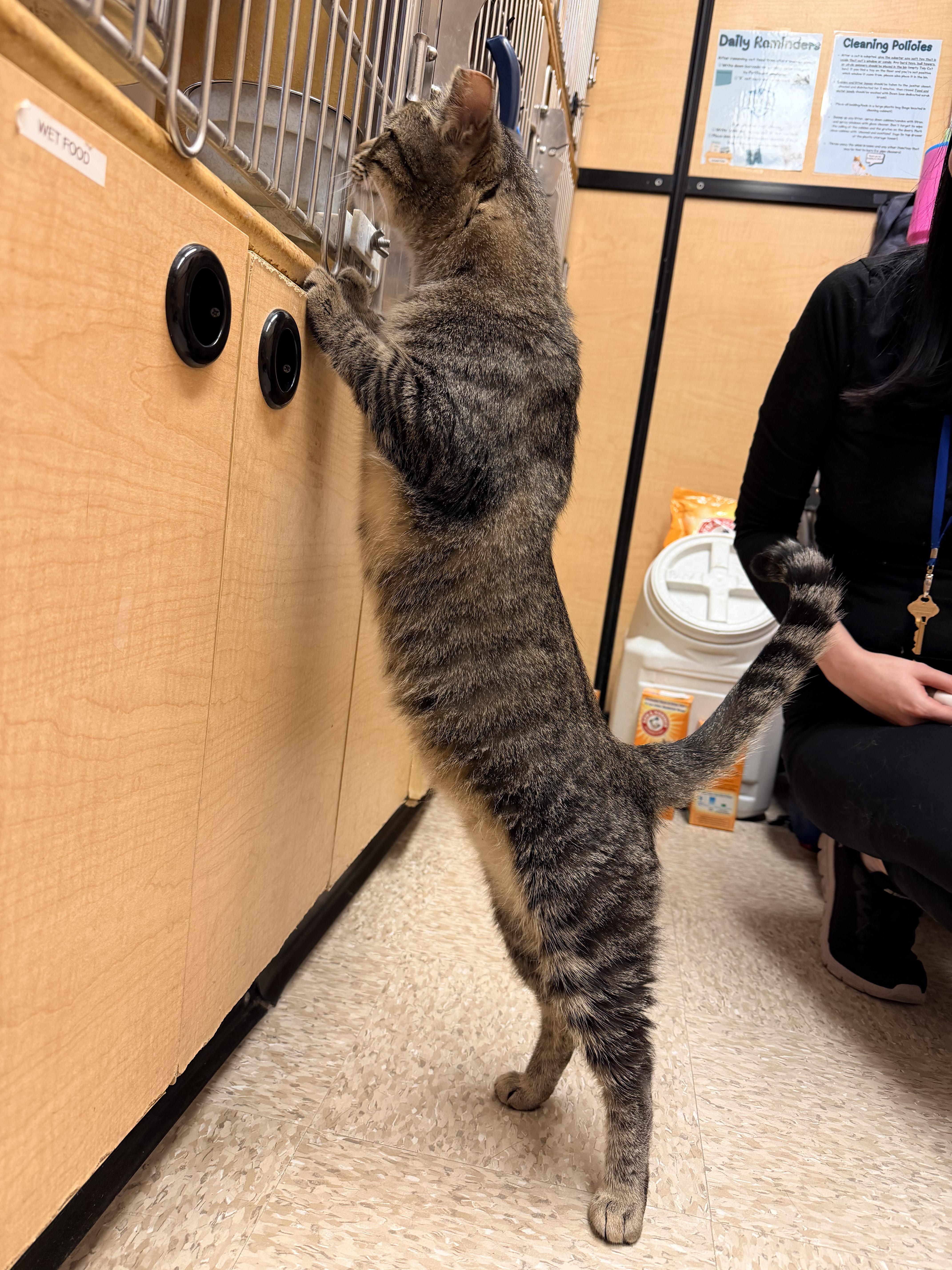 Enlarge Clement, a Adoptable mixed breed in Albuquerque, NM image 5/6