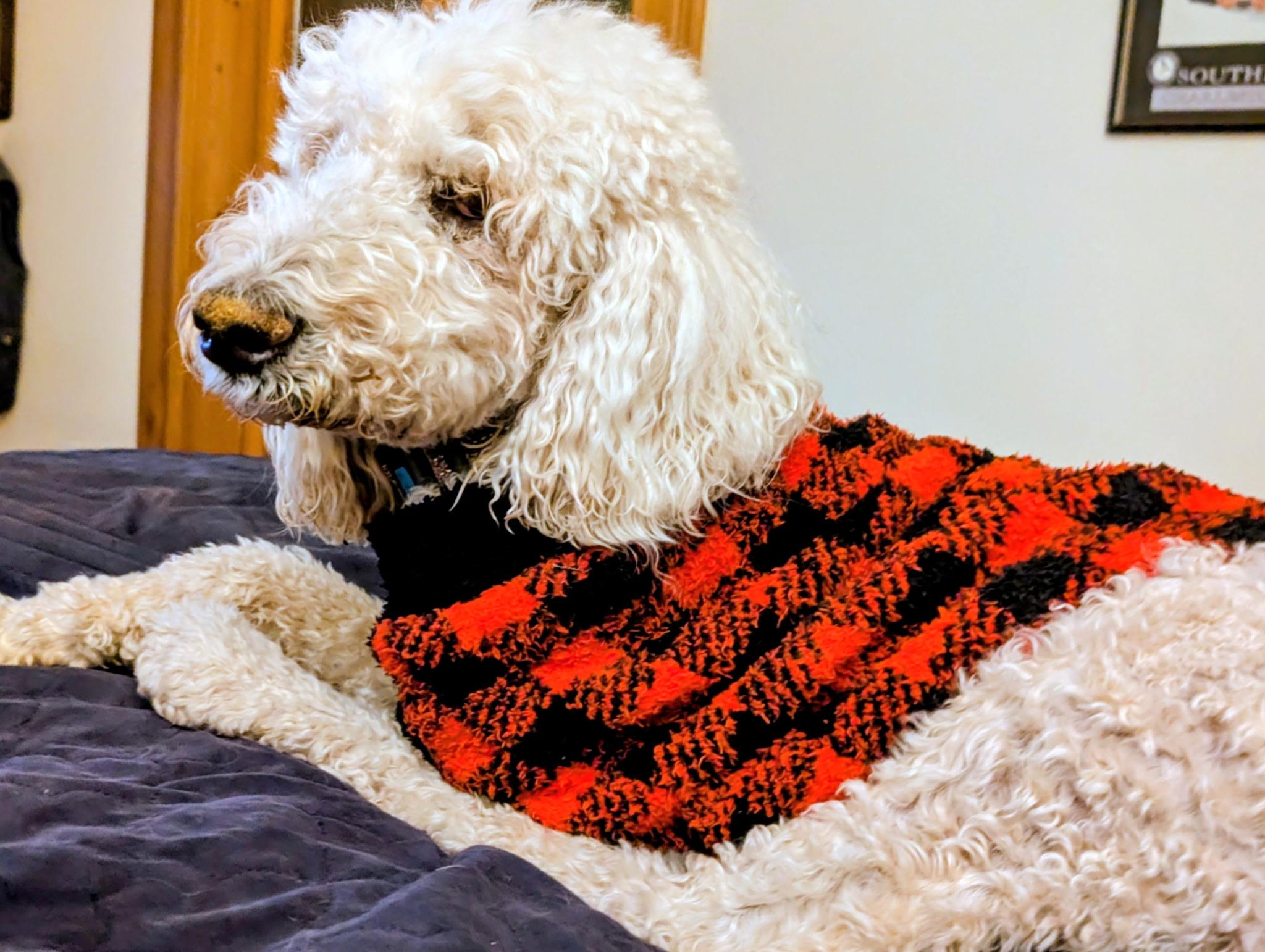 Enlarge Misty , a ADOPTABLE Standard Poodle in Dandridge, TN image 1/3