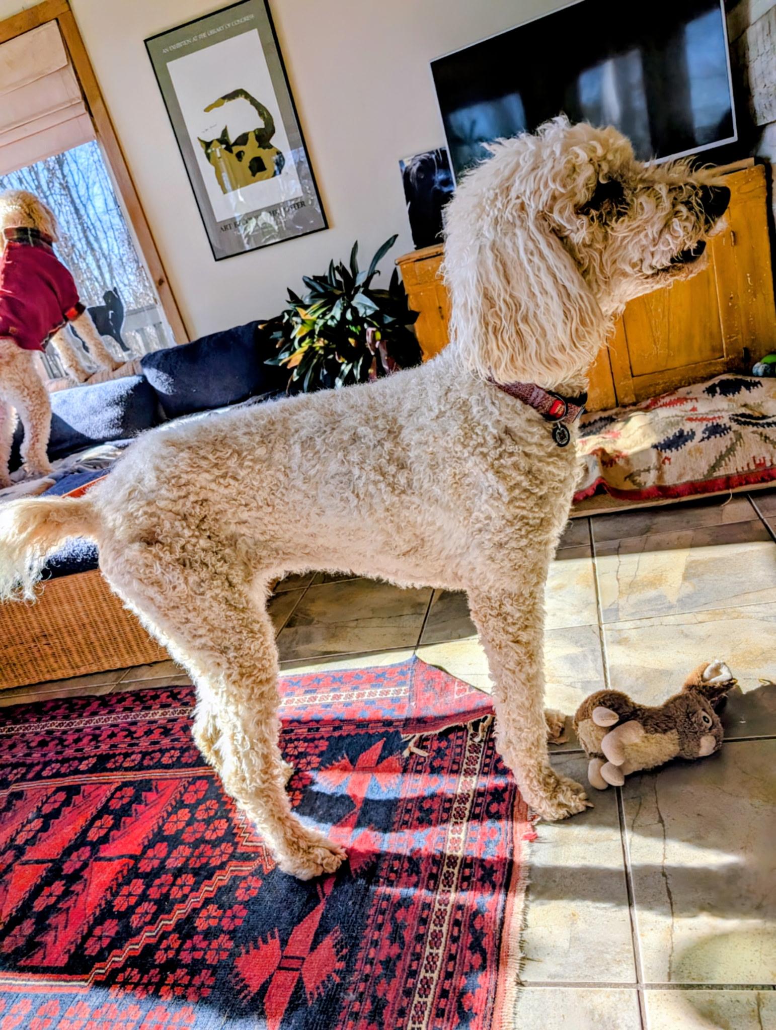 Enlarge Misty , a ADOPTABLE Standard Poodle in Dandridge, TN image 3/3