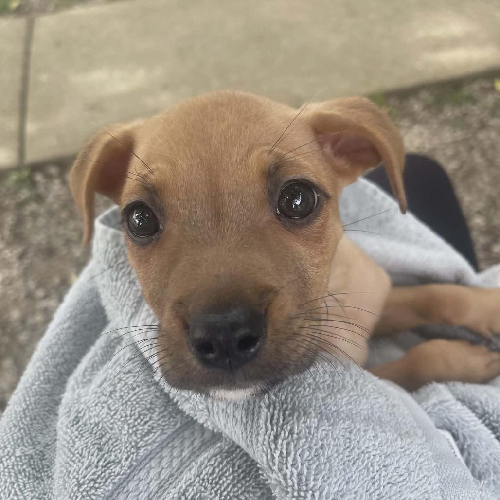 Enlarge Tripp, a Adoptable Mixed Breed in Pulaski, TN image 1/1