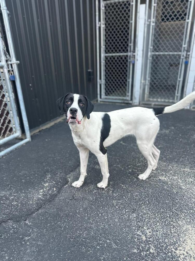 Enlarge Lulu, a Adoptable mixed breed in Calgary, AB image 1/4