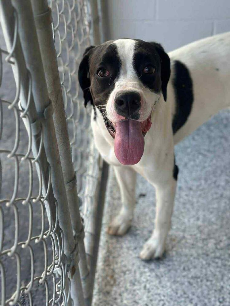 Enlarge Lulu, a Adoptable mixed breed in Calgary, AB image 2/4