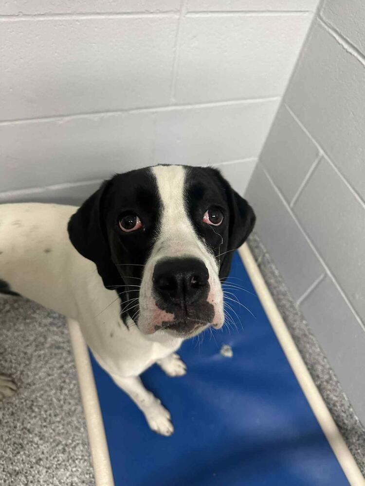 Enlarge Lulu, a Adoptable mixed breed in Calgary, AB image 3/4