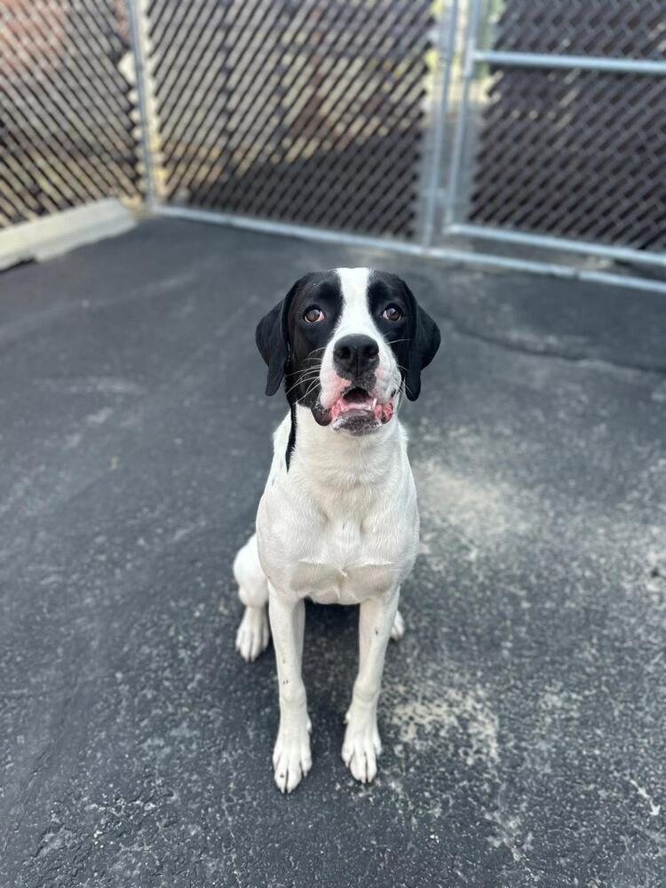 Enlarge Lulu, a Adoptable mixed breed in Calgary, AB image 4/4