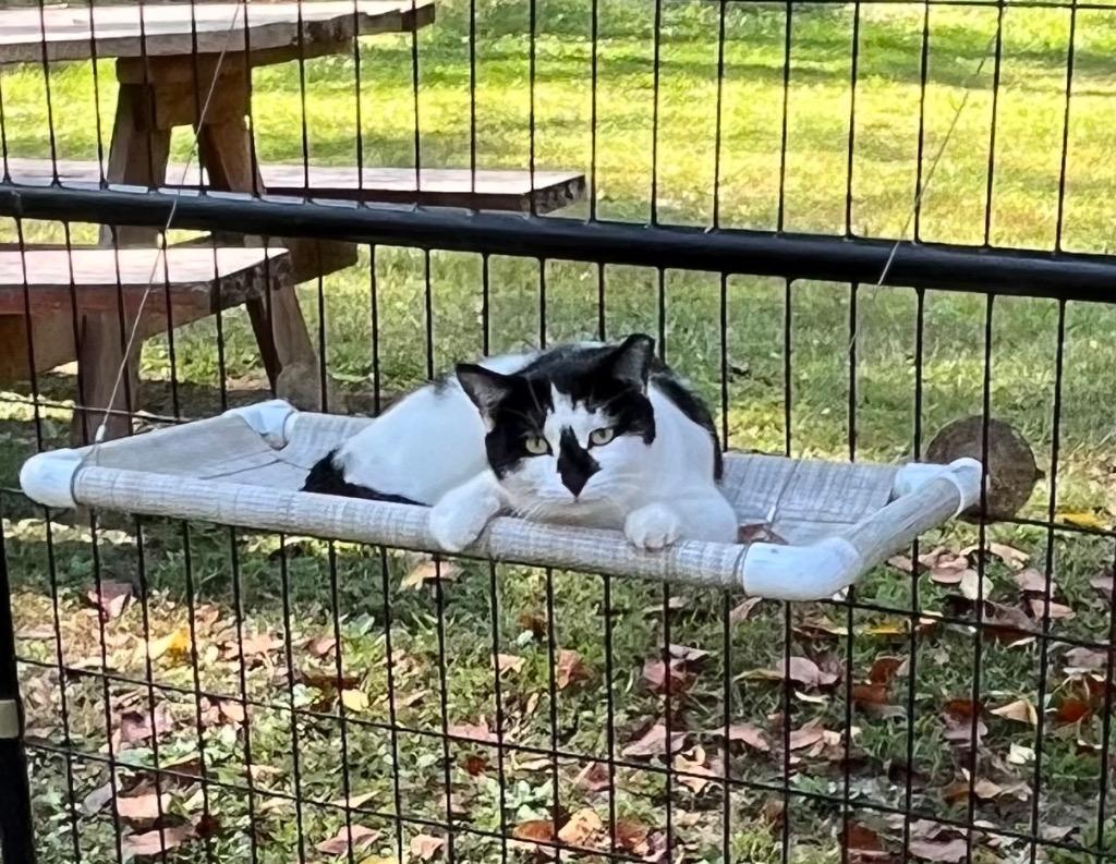 Cowboy, Adoptable, Young Male Domestic Short Hair.