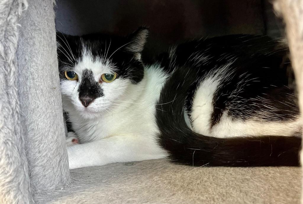 Cowboy, Adoptable, Young Male Domestic Short Hair.