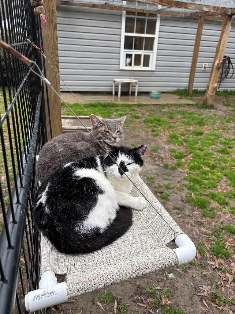 Cowboy, a Adoptable mixed breed in Clinton, SC image 2/4