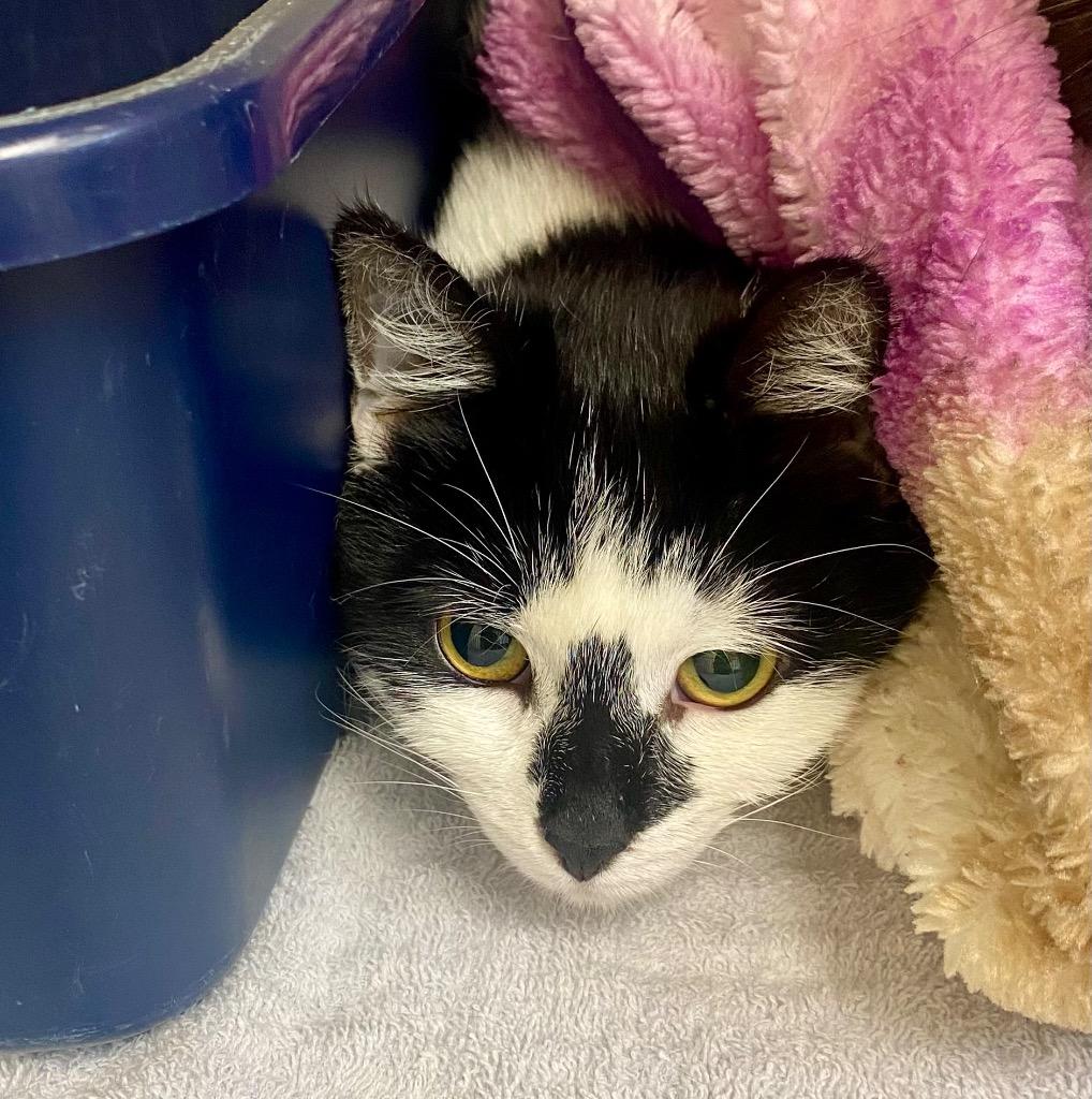 Cowboy, a Adoptable mixed breed in Clinton, SC image 4/4