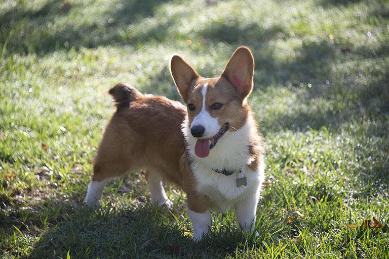 Enlarge Cheech & Chong, a Adopted Corgi in Chesterfield, MO image 2/5
