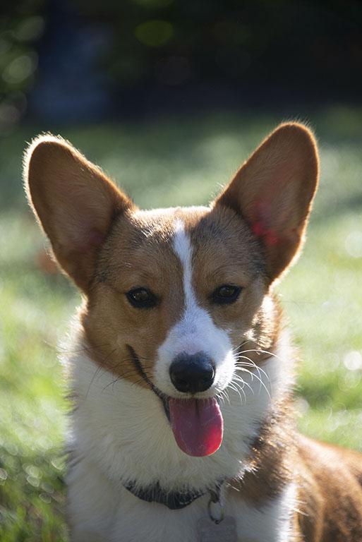 Enlarge Cheech & Chong, a Adopted Corgi in Chesterfield, MO image 4/5