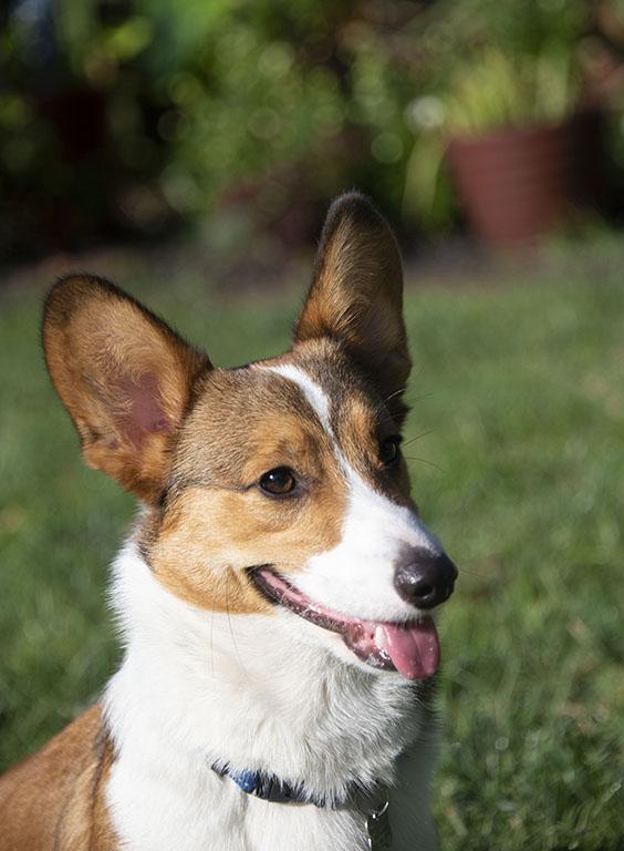 Enlarge Cheech & Chong, a Adopted Corgi in Chesterfield, MO image 3/5