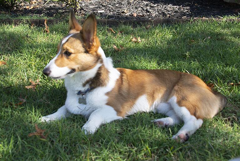 Enlarge Cheech & Chong, a Adopted Corgi in Chesterfield, MO image 5/5