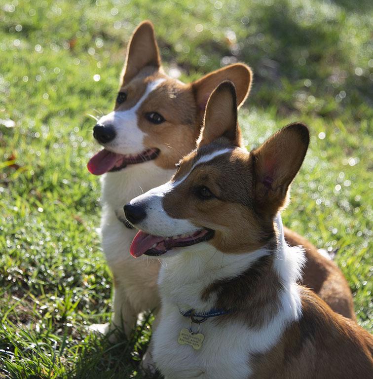 Enlarge Cheech & Chong, a Adopted Corgi in Chesterfield, MO image 1/5