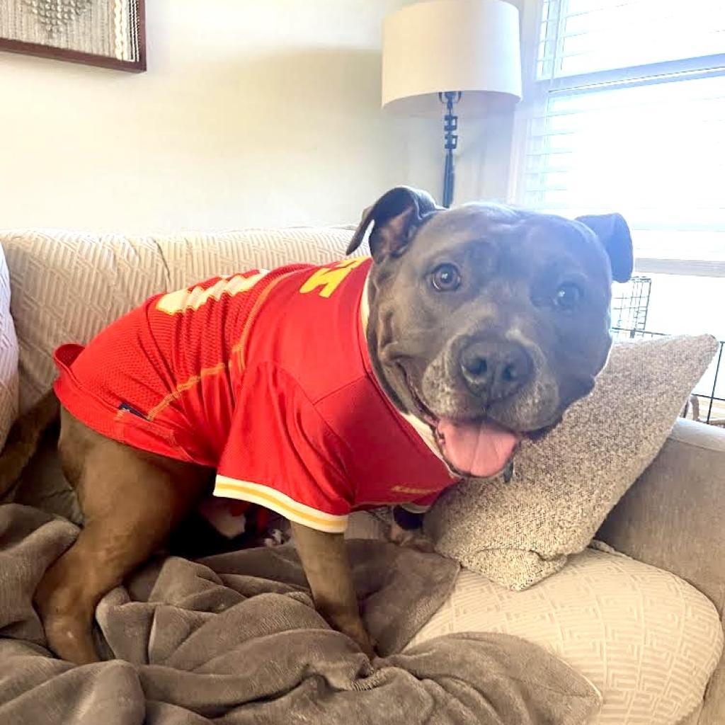 Gunner, Adoptable, Adult Male Pit Bull Terrier.