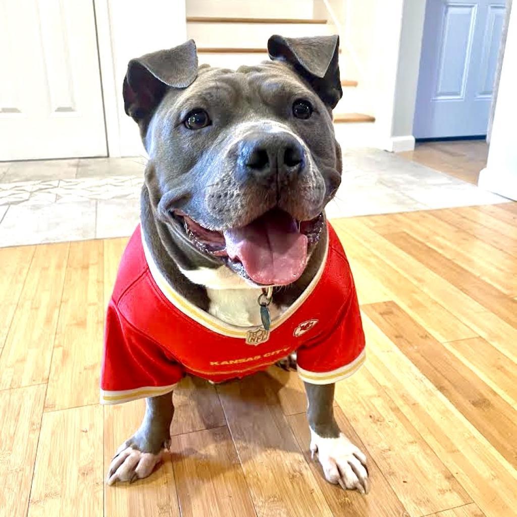 Enlarge Gunner, a Adoptable Pit Bull Terrier in Shawnee, KS image 1/6