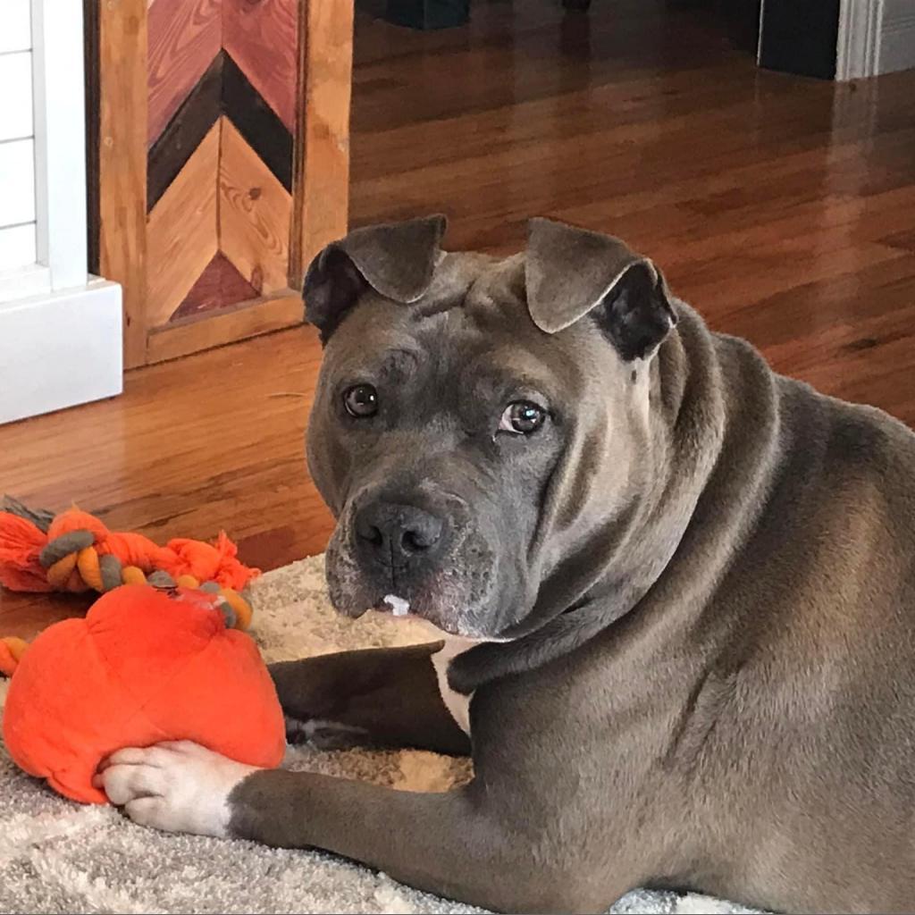 Enlarge Gunner, a Adoptable Pit Bull Terrier in Shawnee, KS image 2/6