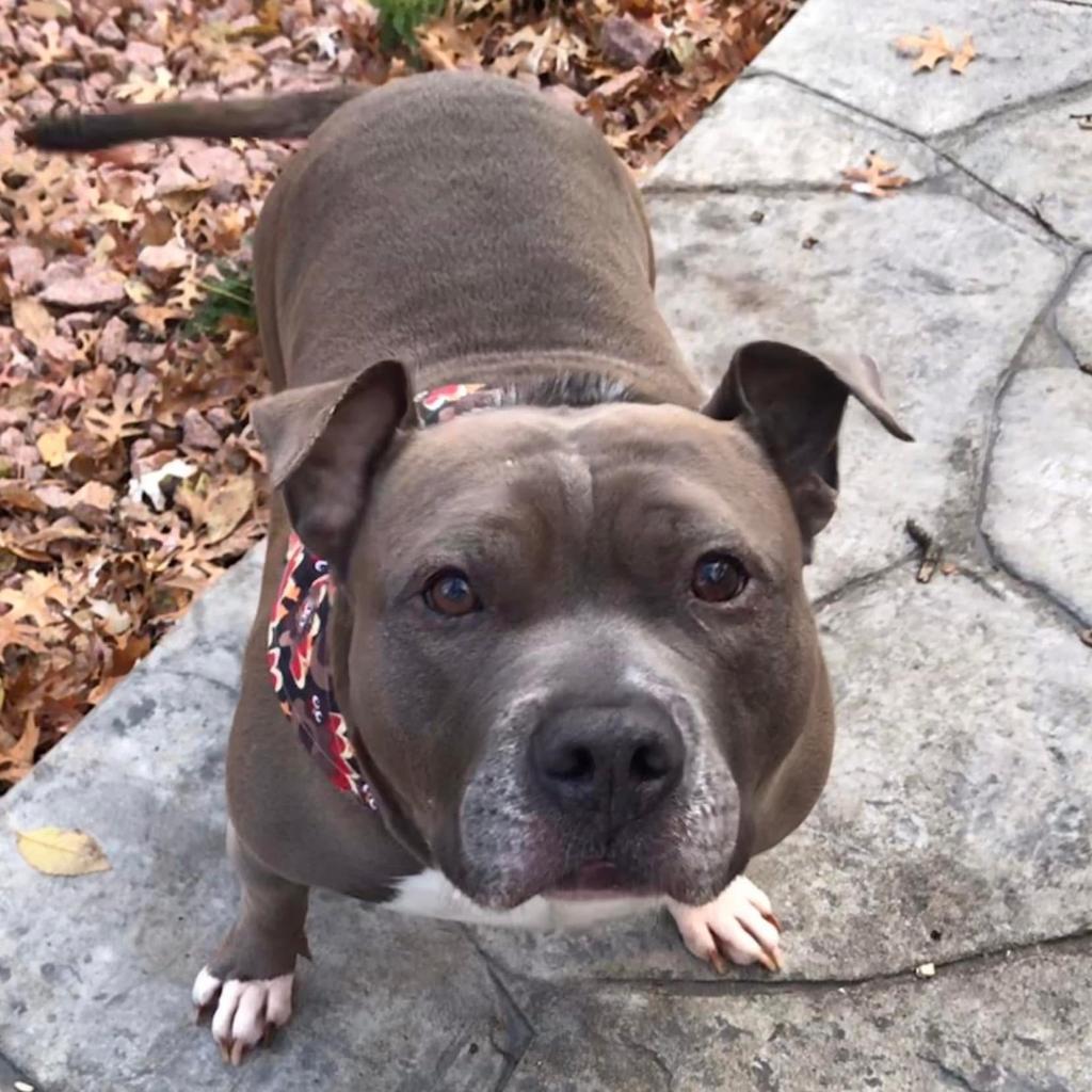 Enlarge Gunner, a Adoptable Pit Bull Terrier in Shawnee, KS image 4/6