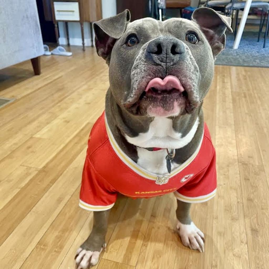 Enlarge Gunner, a Adoptable Pit Bull Terrier in Shawnee, KS image 5/6