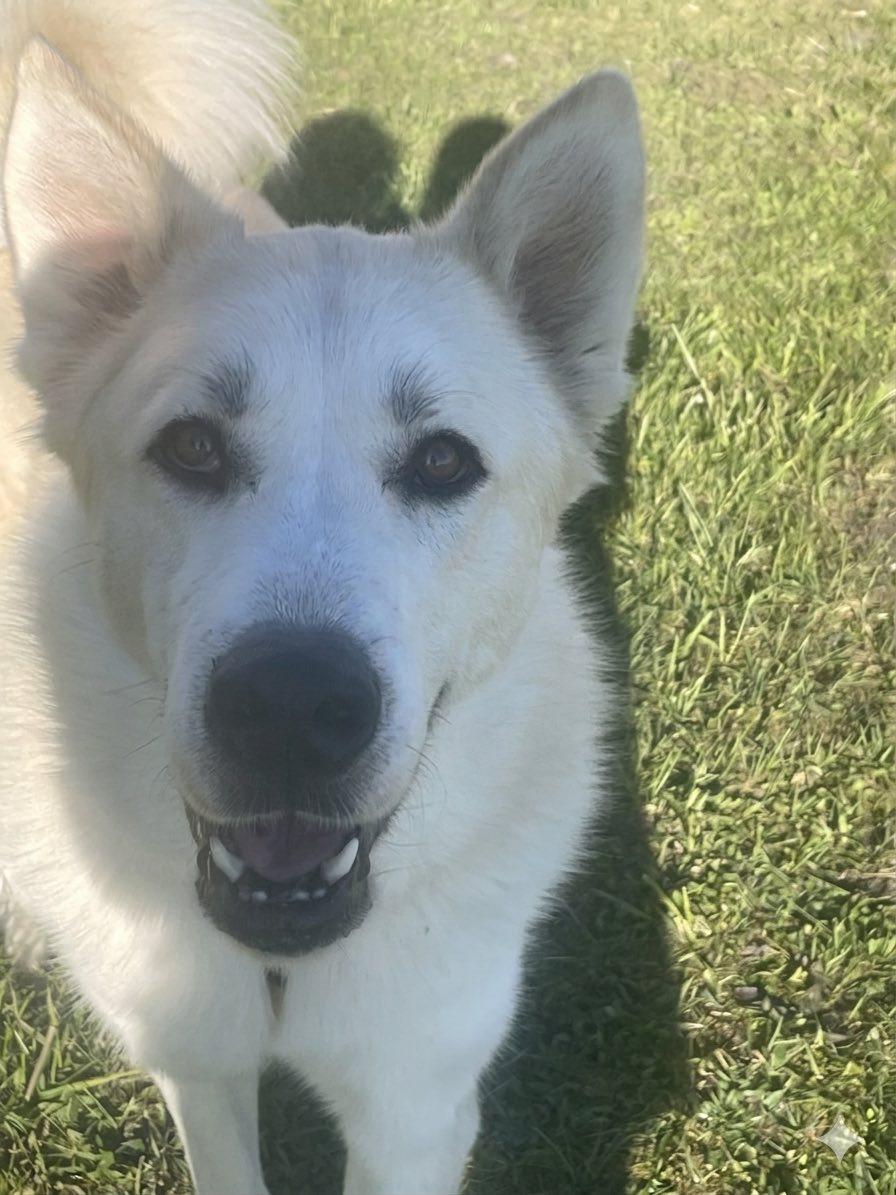 Zuki, a ADOPTABLE mixed breed in Gladwin, MI image 1/4
