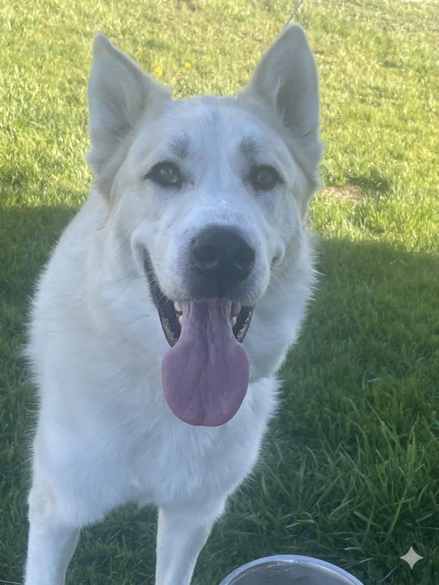 Zuki, a ADOPTABLE mixed breed in Gladwin, MI image 2/4