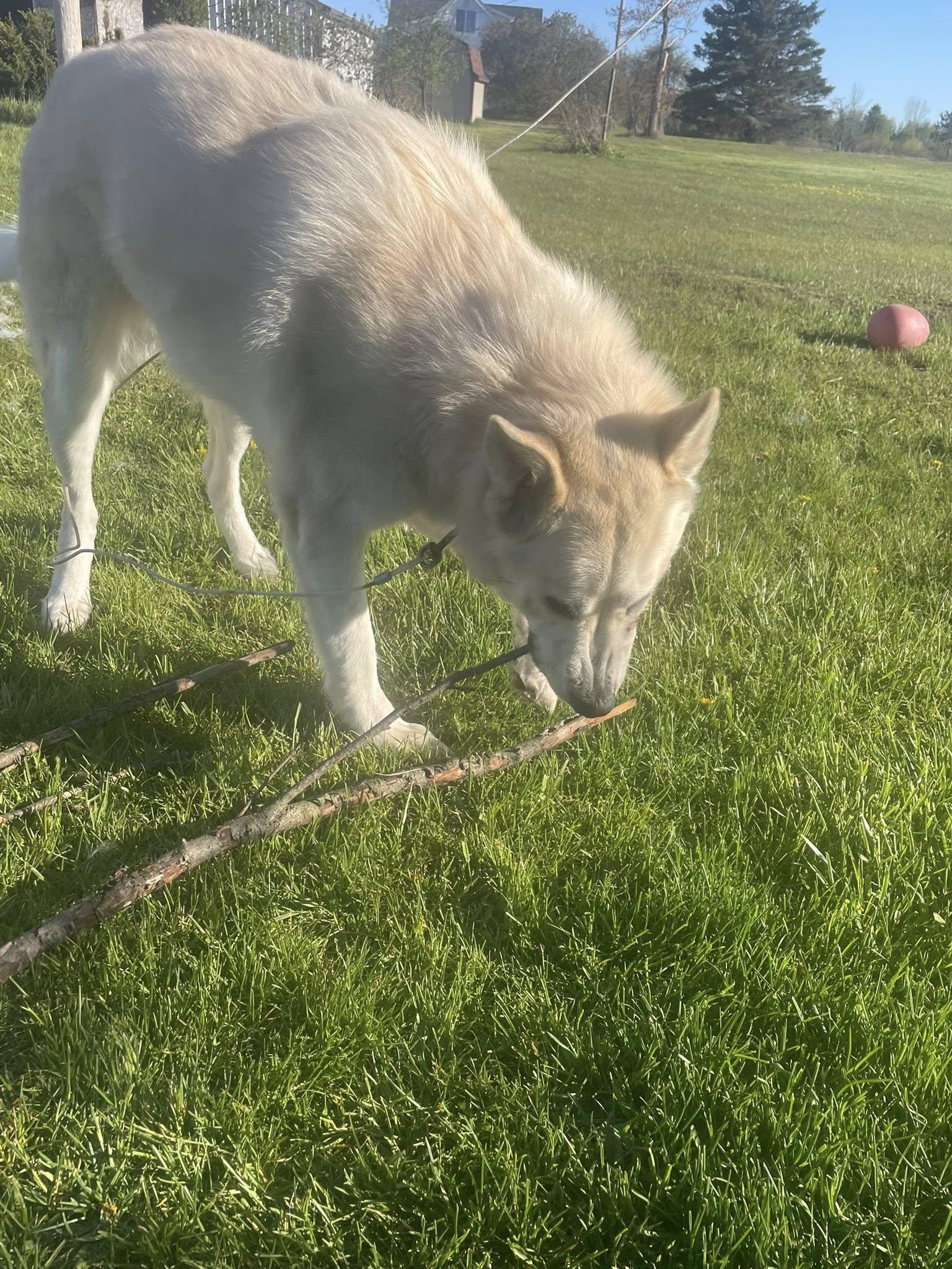 Zuki, a ADOPTABLE mixed breed in Gladwin, MI image 3/4