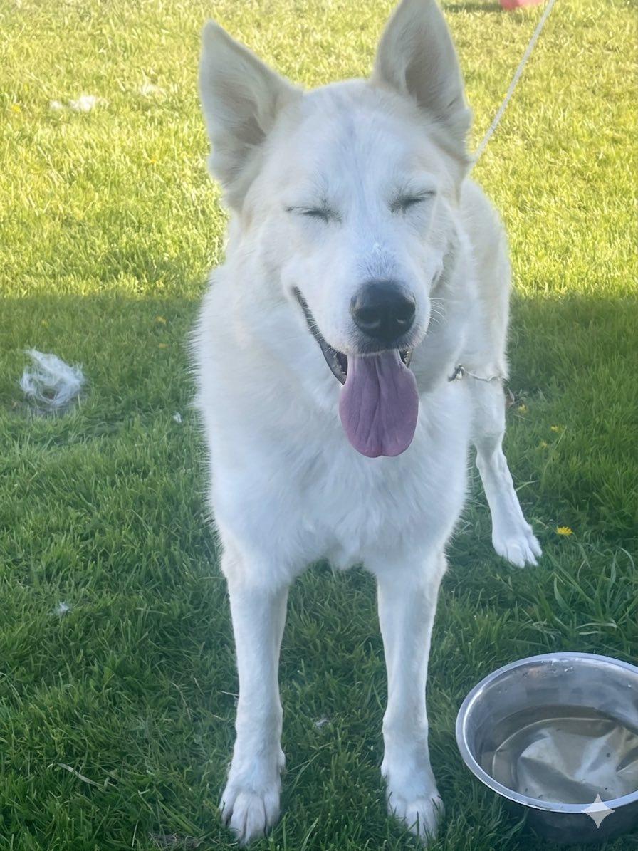 Zuki, a ADOPTABLE mixed breed in Gladwin, MI image 4/4
