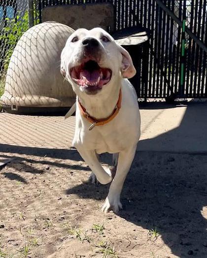 Martha, a Adoptable mixed breed in Savannah, GA image 1/3