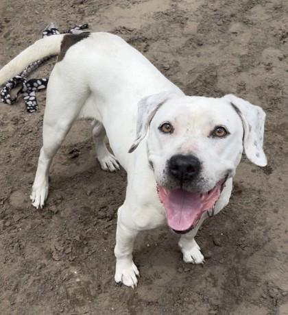 Martha, a Adoptable mixed breed in Savannah, GA image 2/3