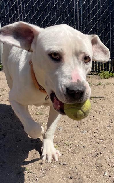 Martha, a Adoptable mixed breed in Savannah, GA image 3/3