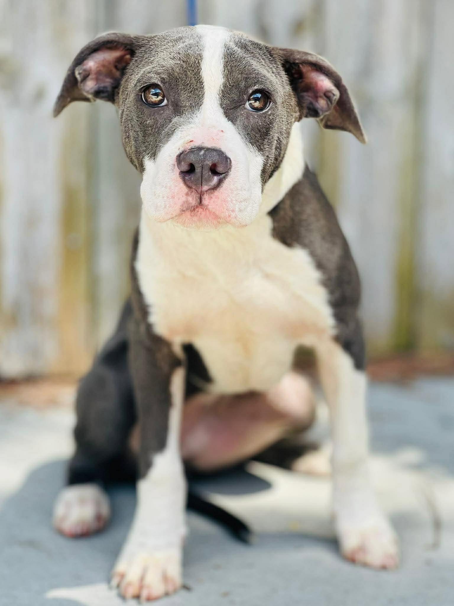 AC- 4766 "Peter", ADOPTABLE, Young Male Pit Bull Terrier.