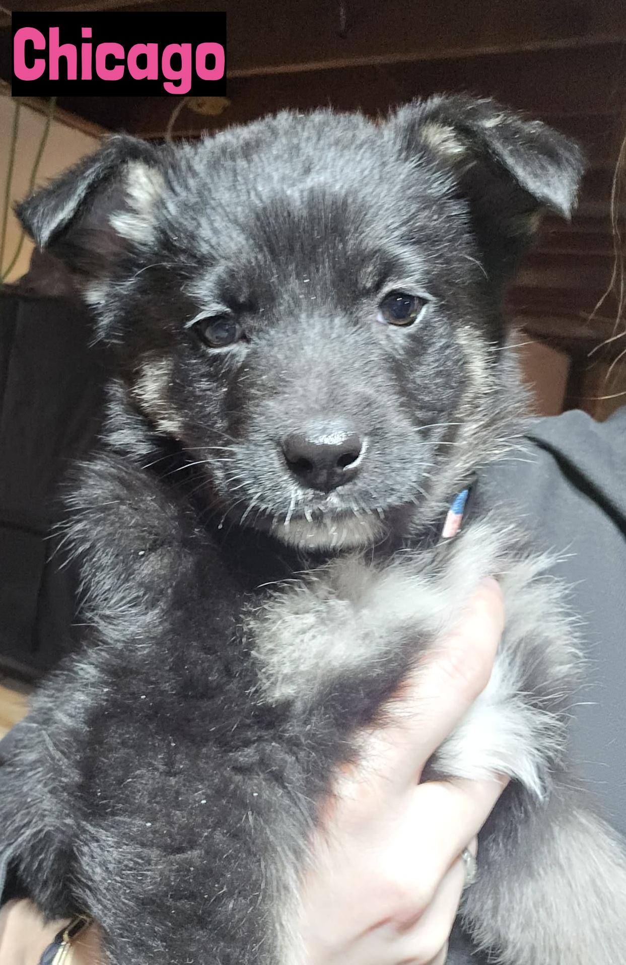 Chicago, adopted, Puppy Female German Shepherd Dog.