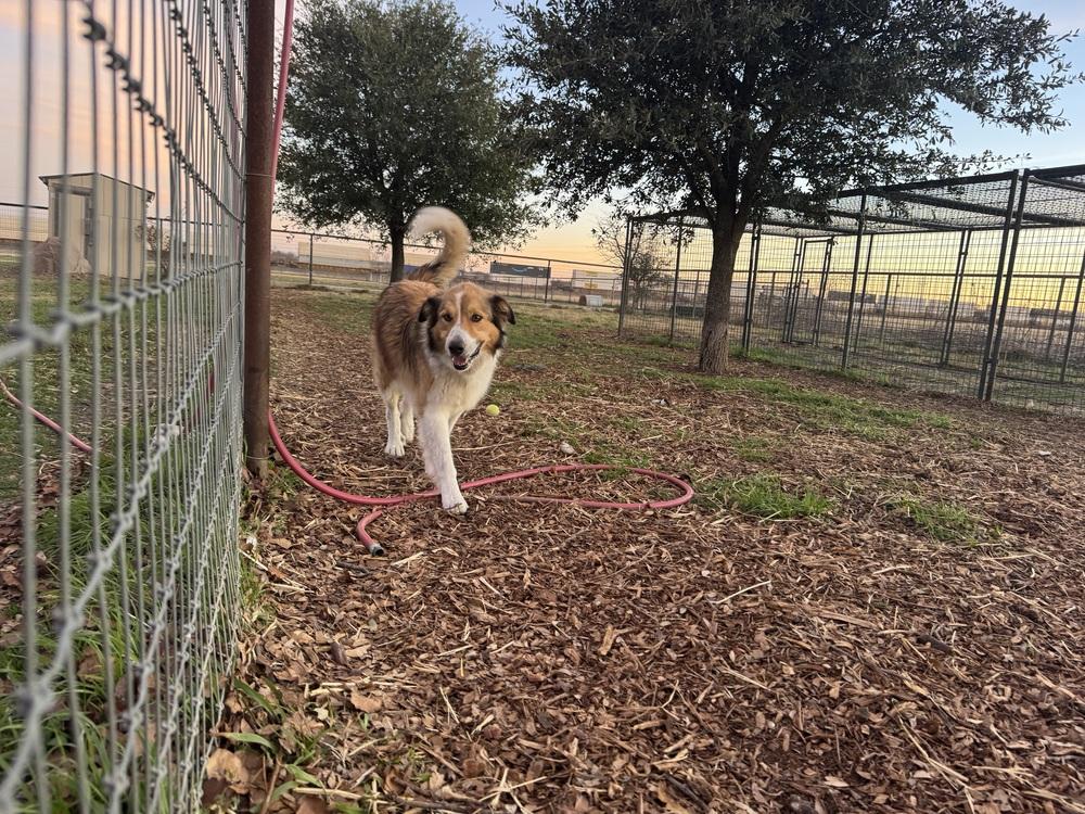 Duke, Adoptable, Adult Male Great Pyrenees.