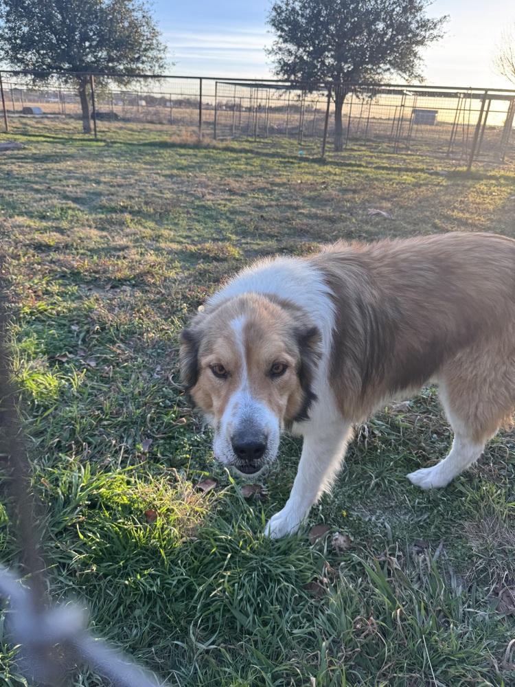 Enlarge Duke, a Adoptable mixed breed in Sanger, TX image 2/6