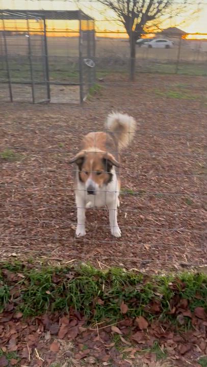 Enlarge Duke, a Adoptable mixed breed in Sanger, TX video 6/6