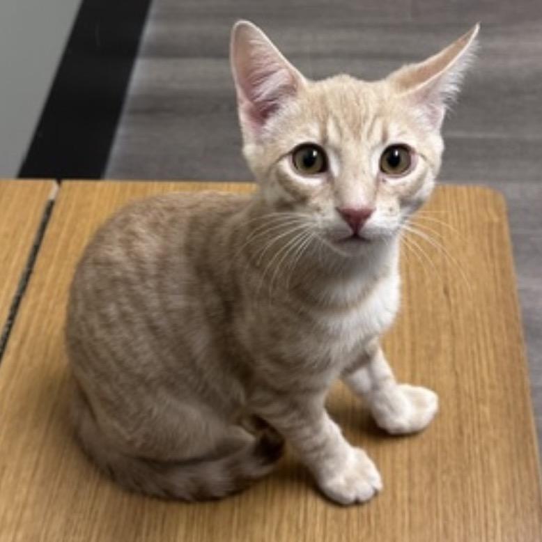 Griffon, Adoptable, Young Male Domestic Short Hair.