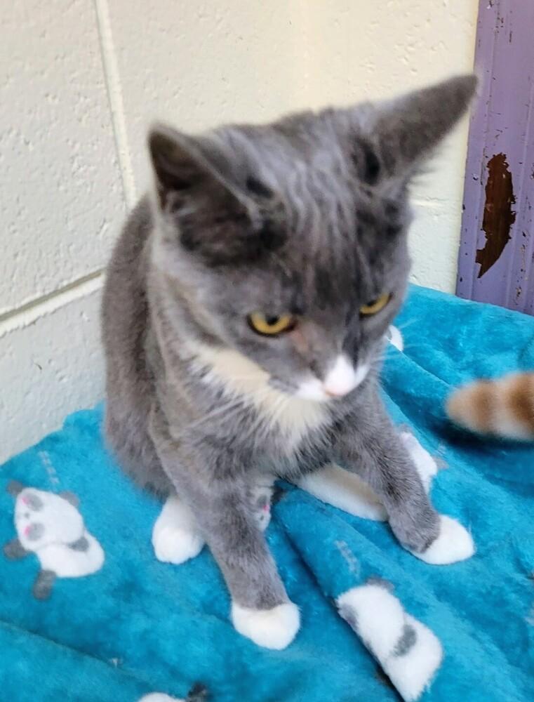 7874 Marlo, Adoptable, Kitten Female Domestic Short Hair.