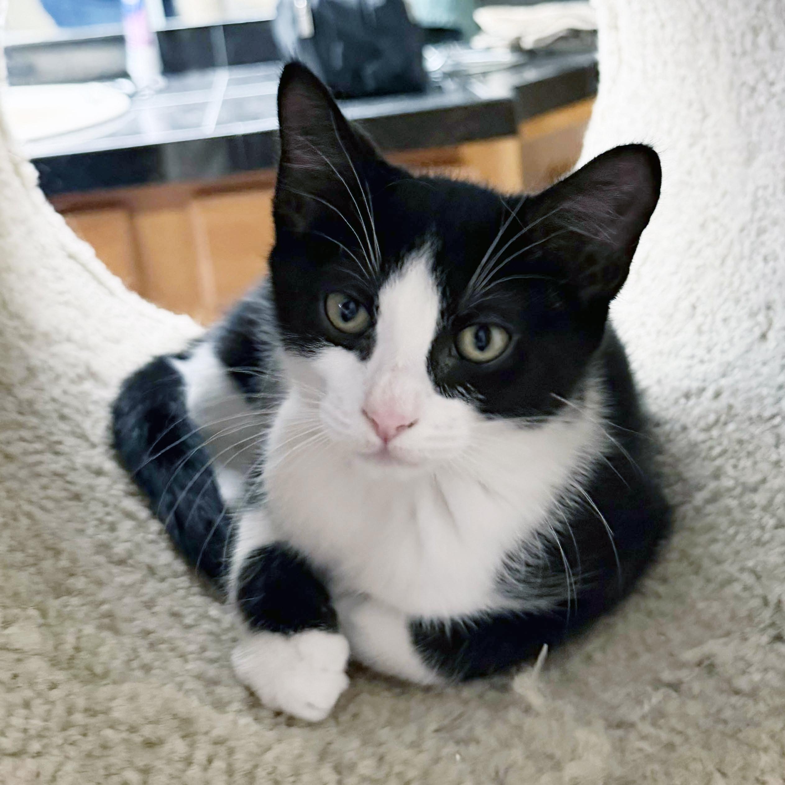 Muffin, a ADOPTABLE mixed breed in Lake Monroe, FL image 1/3