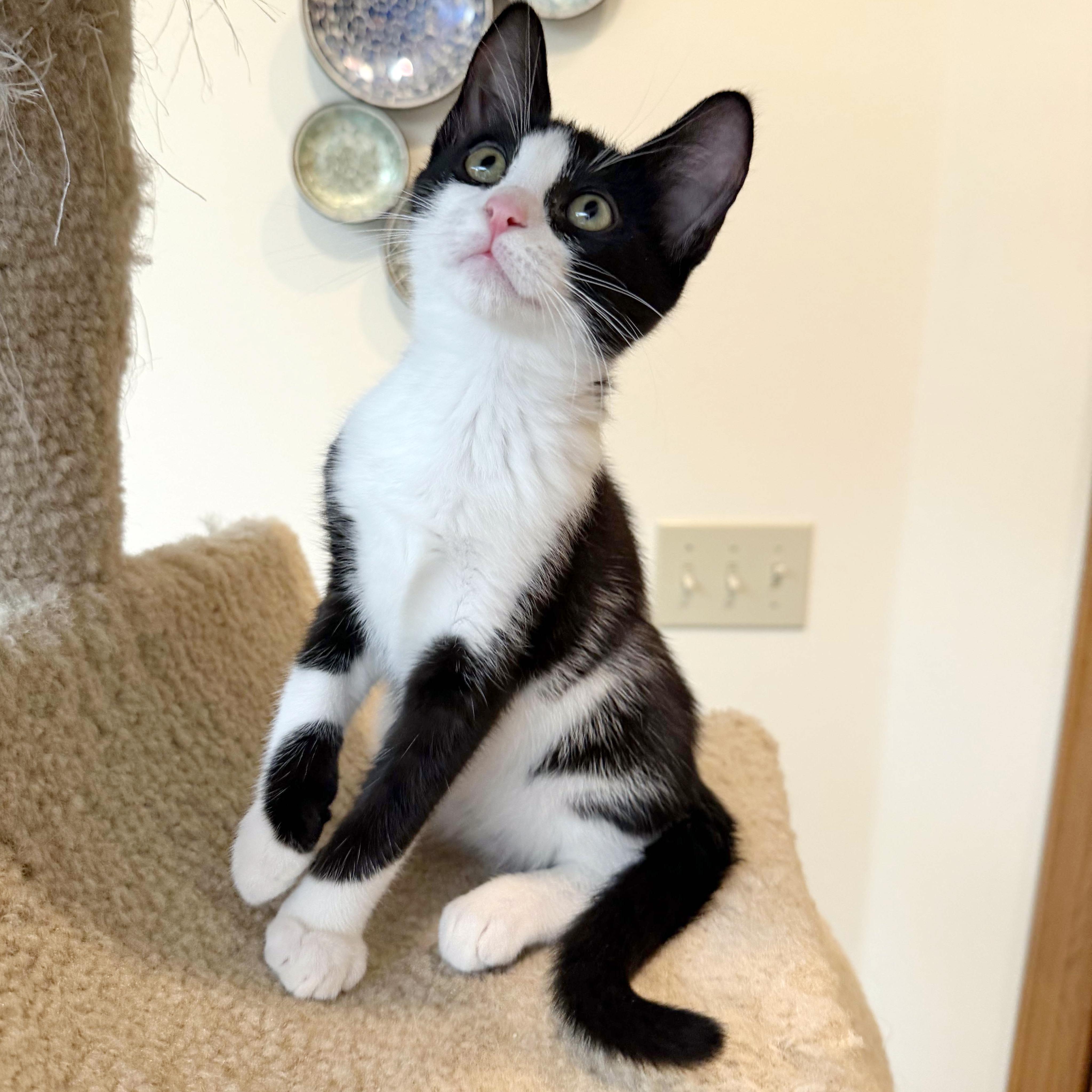 Muffin, a ADOPTABLE mixed breed in Lake Monroe, FL image 2/3