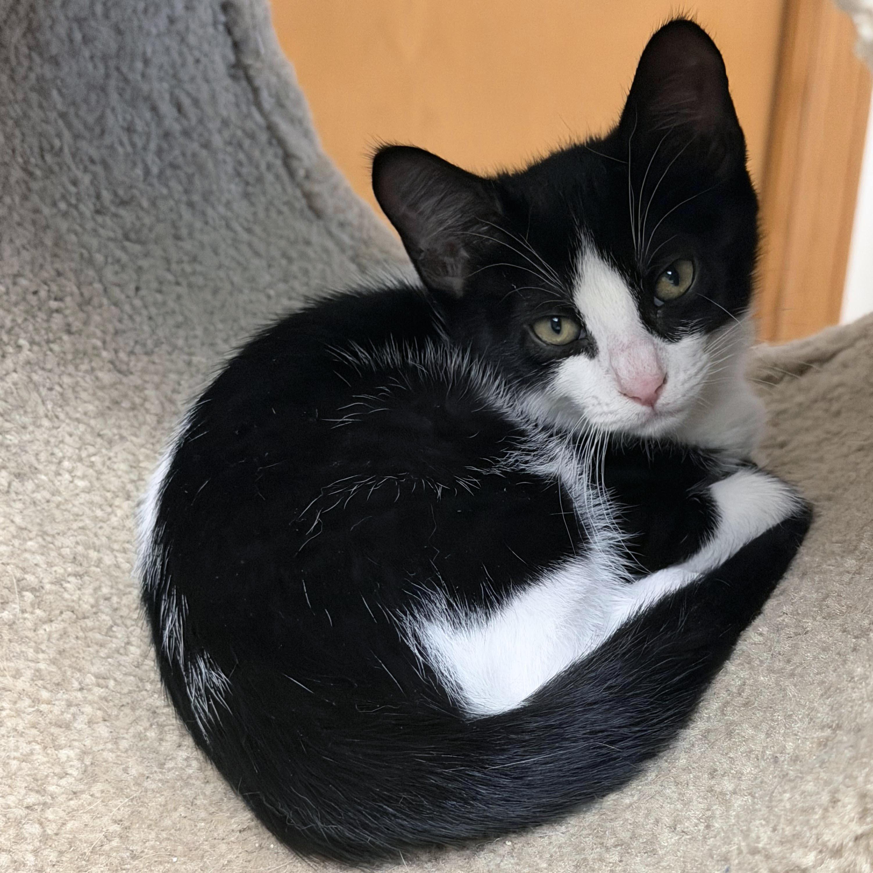 Muffin, a ADOPTABLE mixed breed in Lake Monroe, FL image 3/3