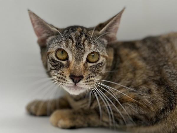 Wren, Adoptable, Young Female Domestic Short Hair.