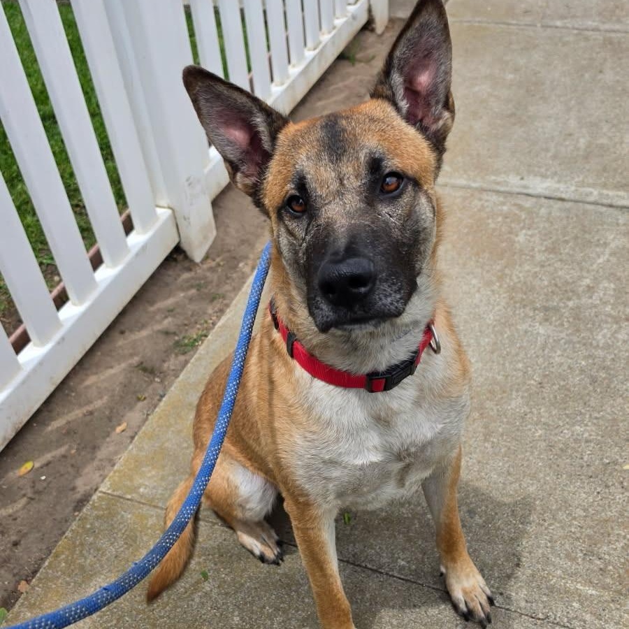 Louie Louie, an adopted German Shepherd Dog in Newport Beach, CA image 3/3